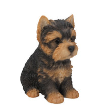 Load image into Gallery viewer, Yorkshire Terrier Puppy