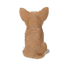 Load image into Gallery viewer, Brown & White Chihuahua Puppy