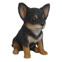 Load image into Gallery viewer, Black & Brown Chihuahua Puppy