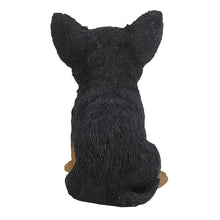 Load image into Gallery viewer, Black & Brown Chihuahua Puppy