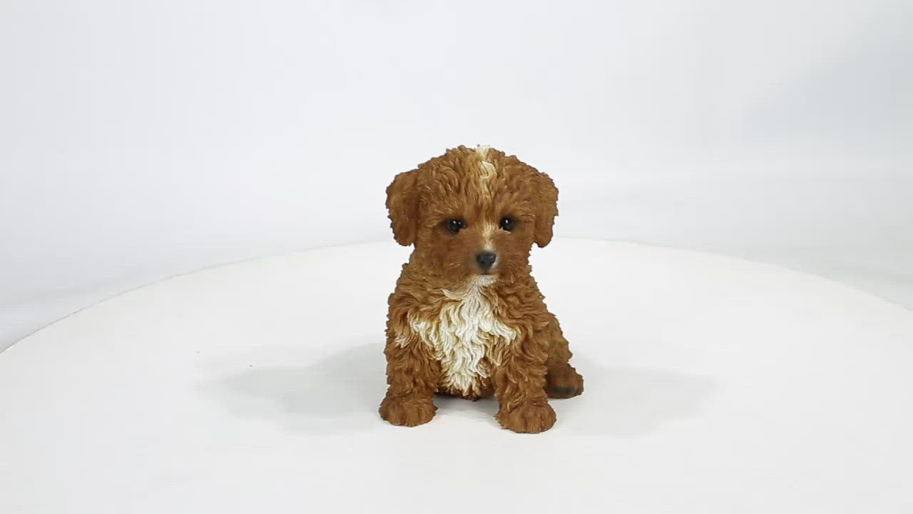 Baby cavapoo best sale