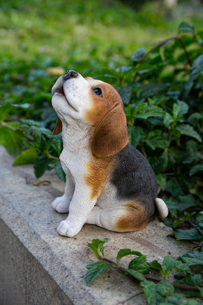 Beagle store puppy howling