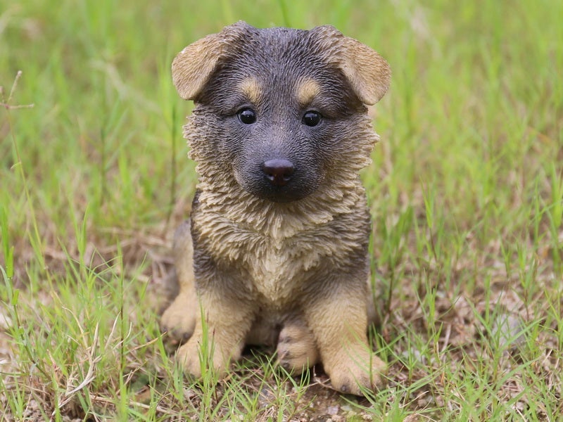 200 german sale shepherd puppies