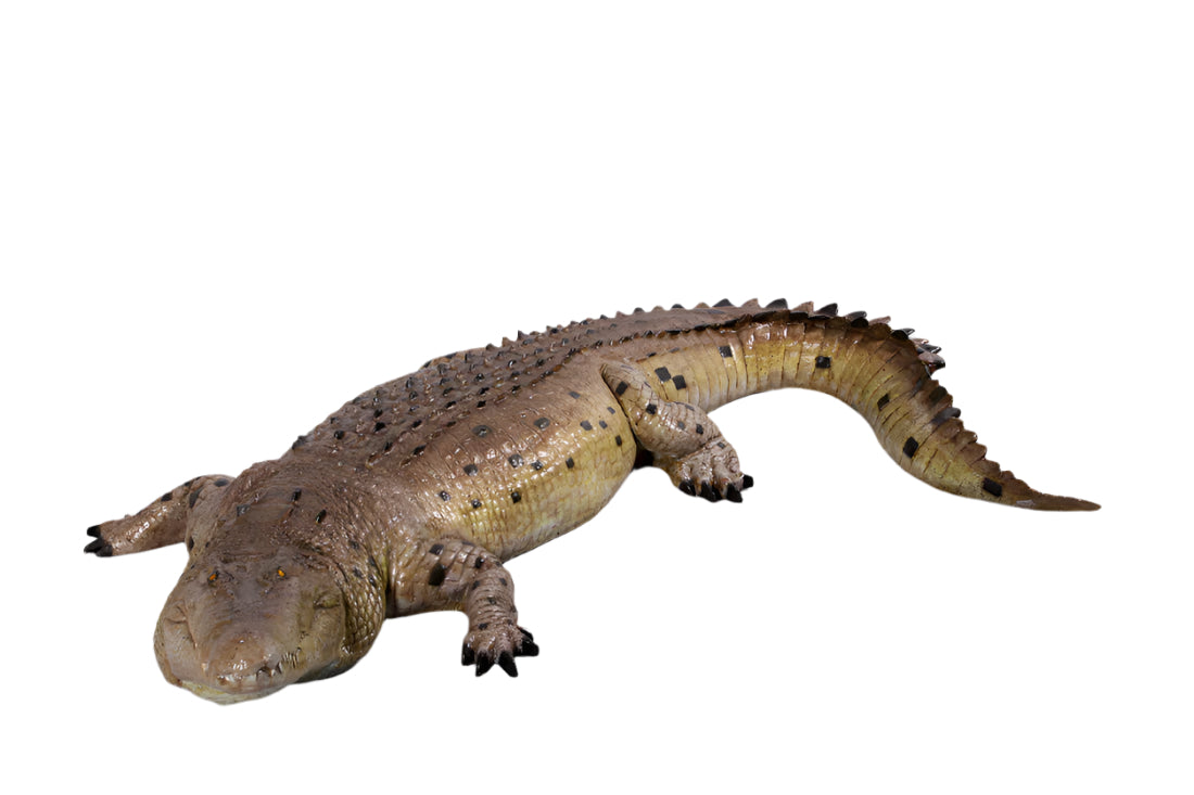 Made to Order: Crocodile 12Ft