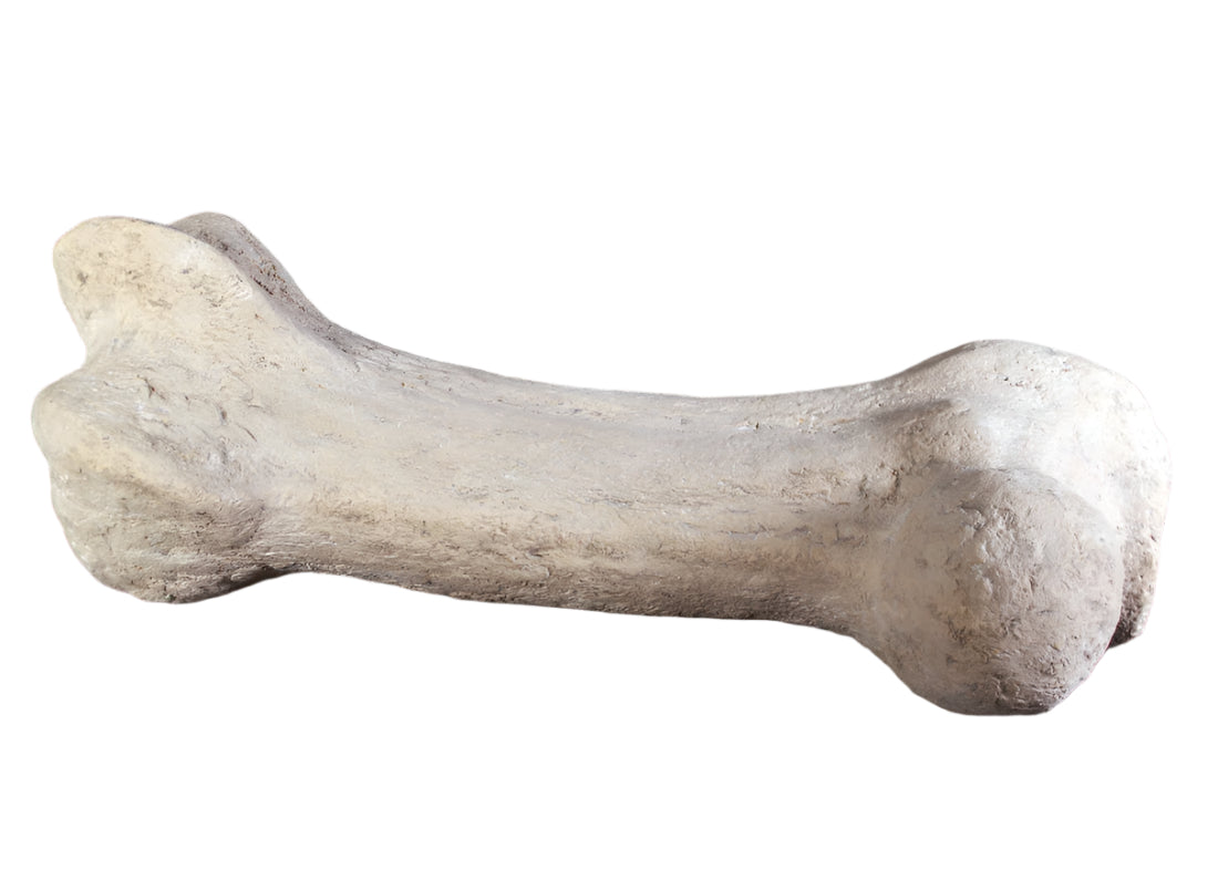 Made to Order: Ph-080129Rs - Dinosaur Bone 43 Inch Long -Resin/Fibreglass