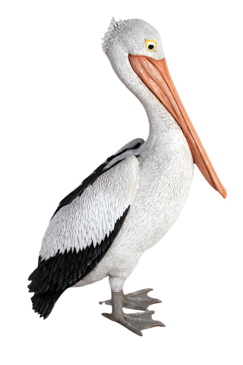 Made to Order: Pelican Standing