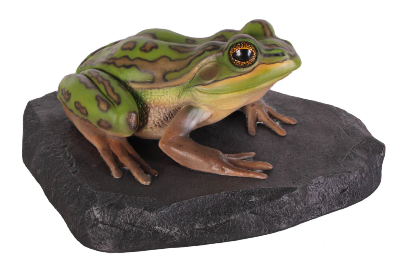 Made to Order: Ph-100002 - Green And Golden Bell Frog On Rock