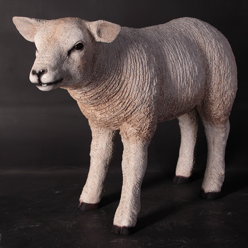 PH Studio: Texelaar Lamb - MOQ 5