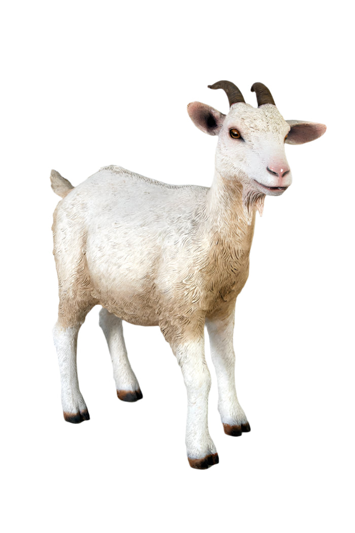 Made to Order: Ph-100044Cm - Goat