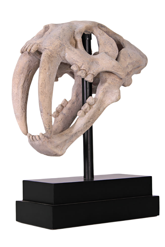 Made to Order: Ph-100501Rs - Saber Toothed Tiger Skull On Base