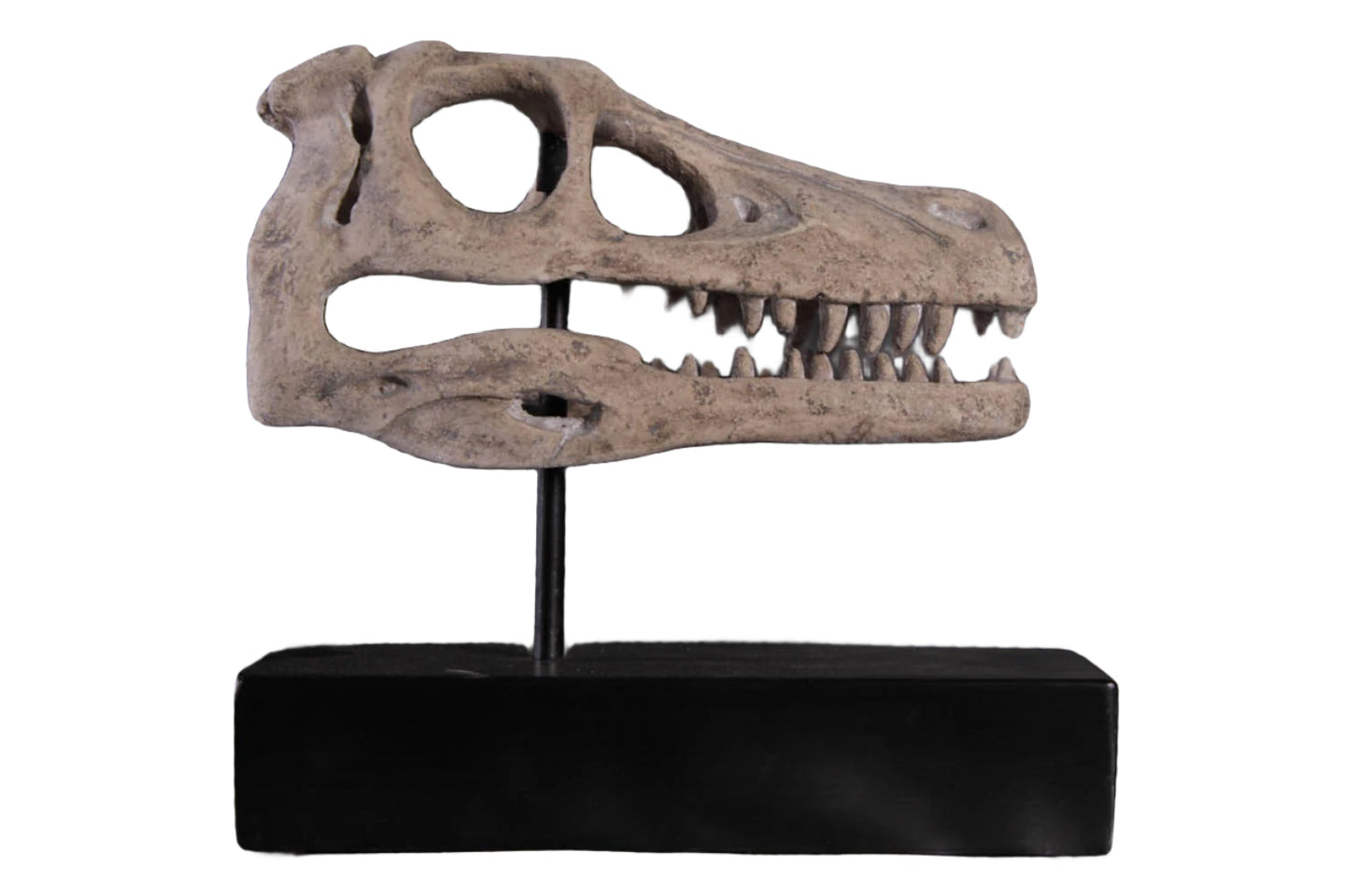 Made to Order: Ph-100503Rs - Raptor Skull On Base