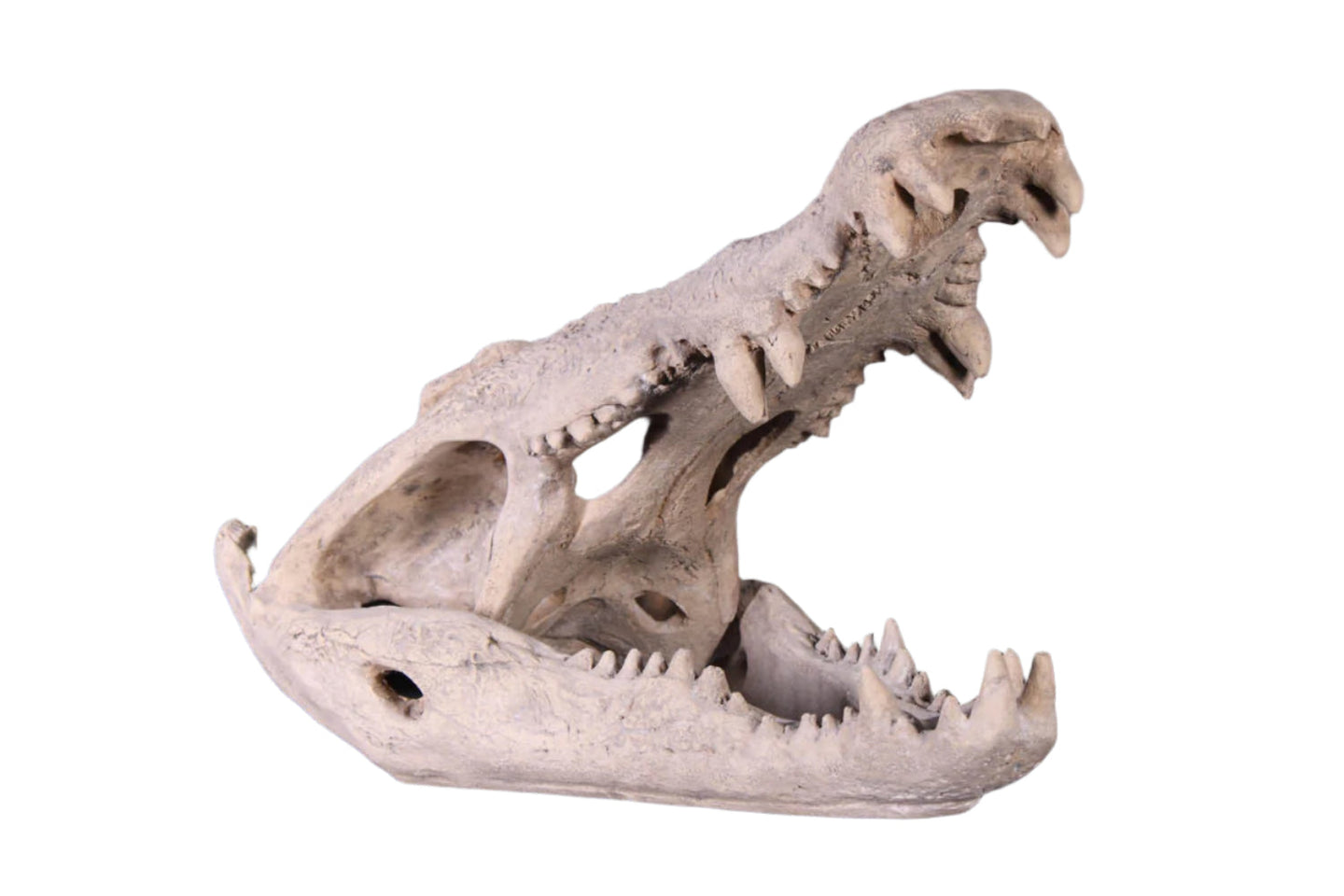 Made to Order: Ph-100506Rs - Crocodile Skull