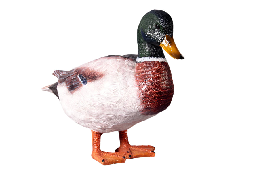 Made to Order: Ph-110021 - Duck-Male Mallard Duck