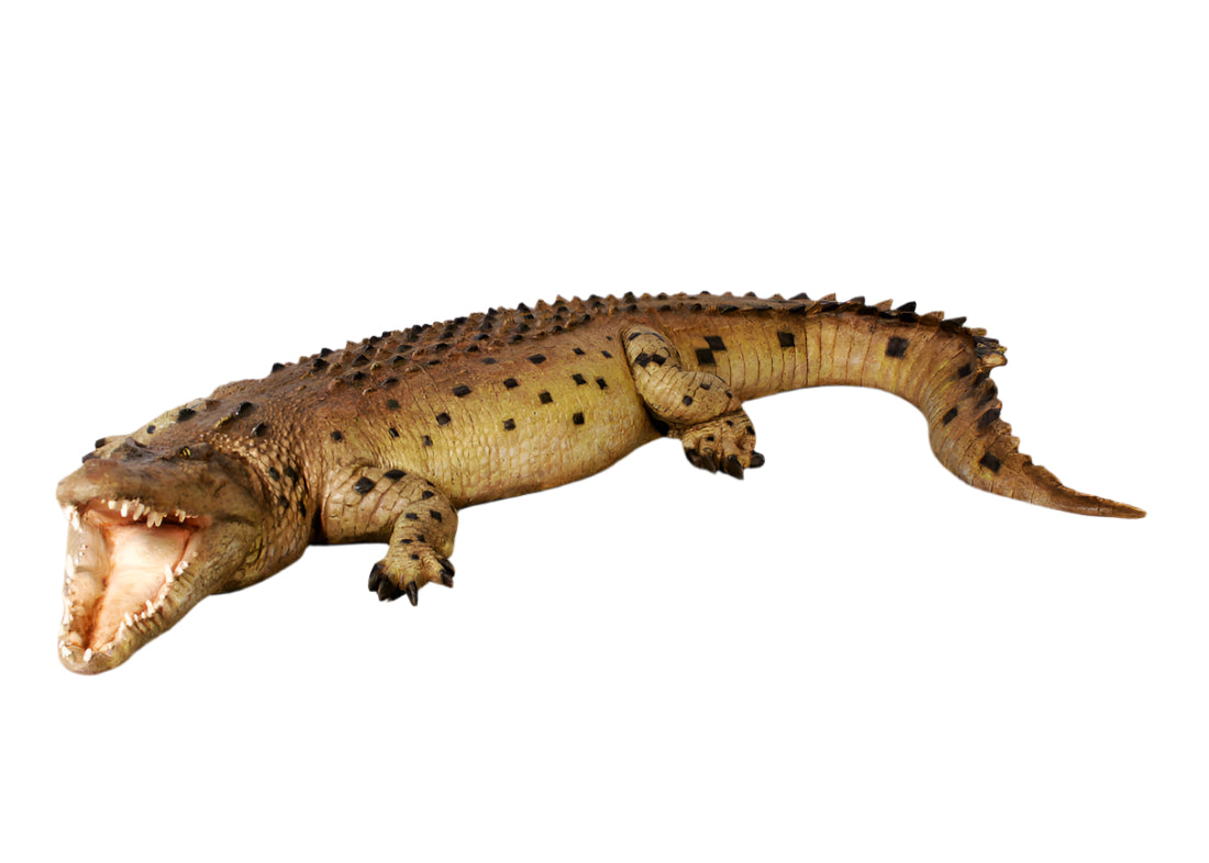 Made to Order: Crocodile W/Mouth Open - 12Ft Long