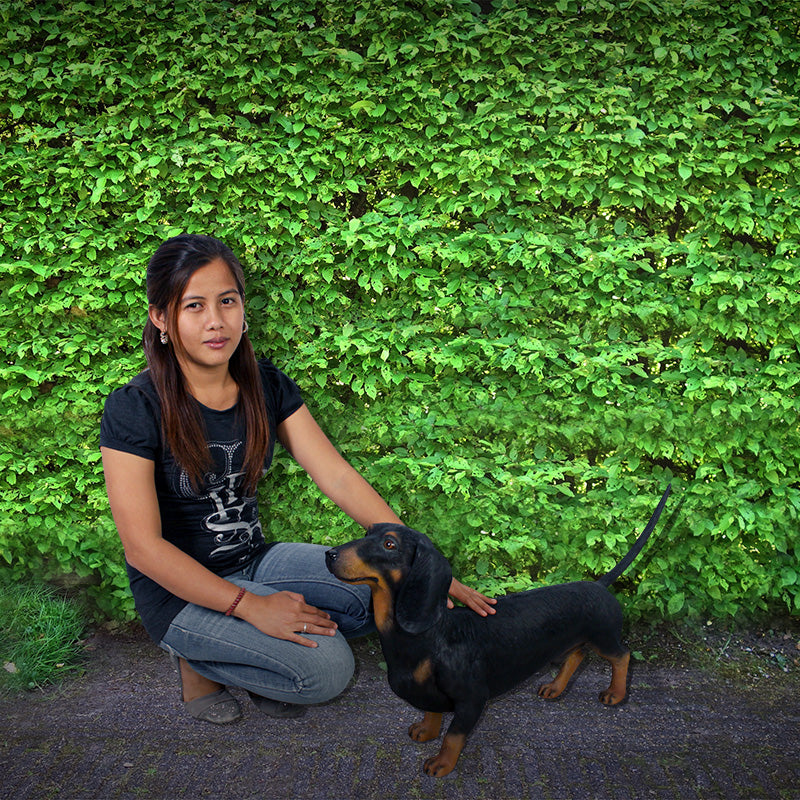 PH Studio: Dachshund - MOQ 5