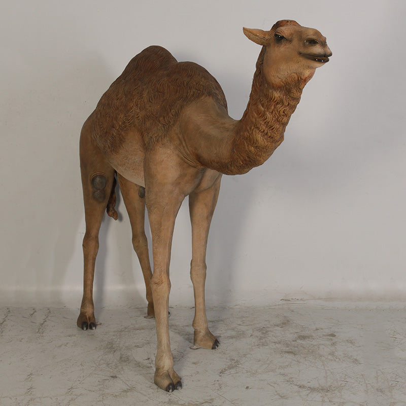 Made to Order: Dromedary Camel