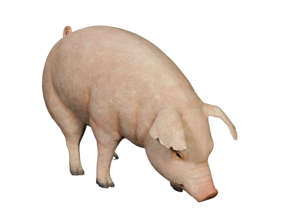 Made to Order: Pig Standing W/Head Down