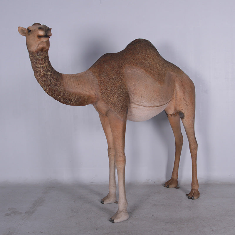Made to Order: Dromedary Camel - Female