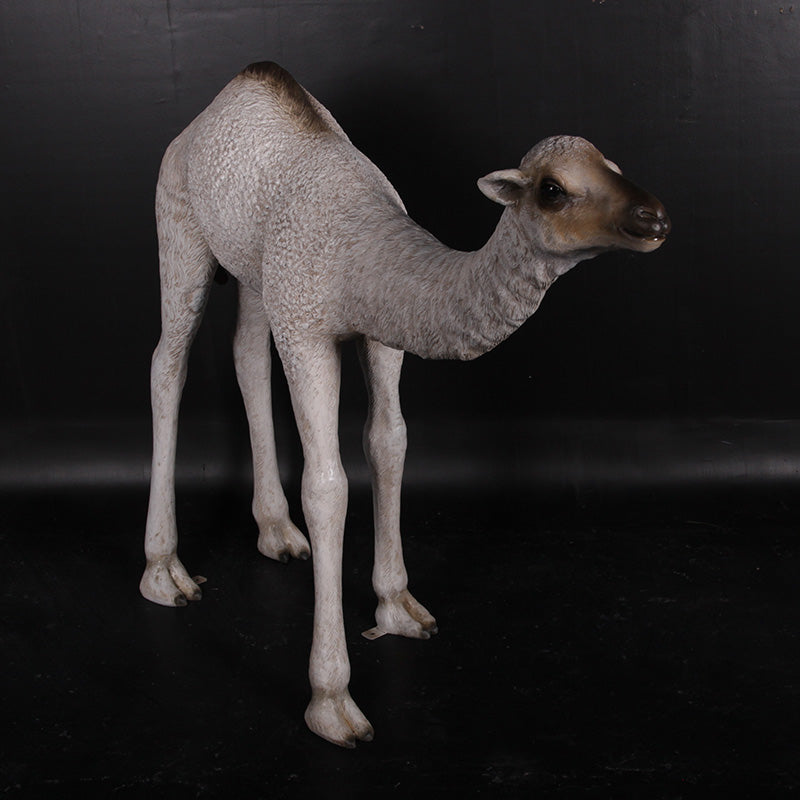Made to Order: Dromedary Camel Calf