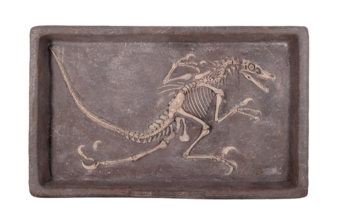 Made to Order: Ph-140093 - Dinosaur-Velociraptor Fossil