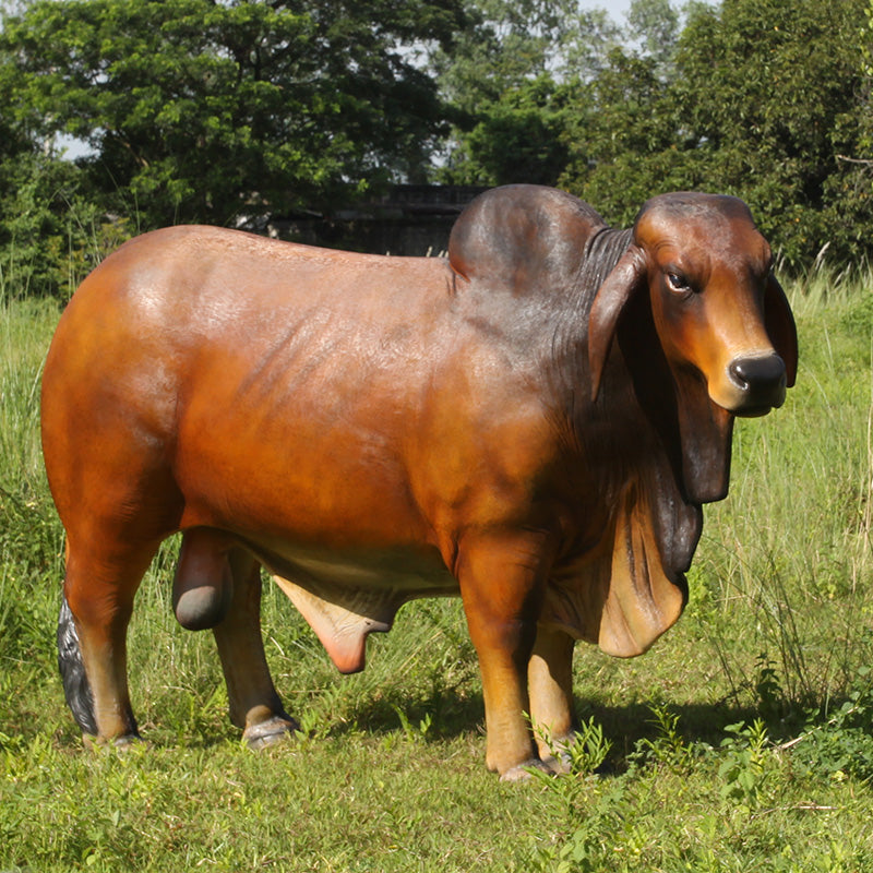 PH Studio: Brahman Bull - MOQ 1