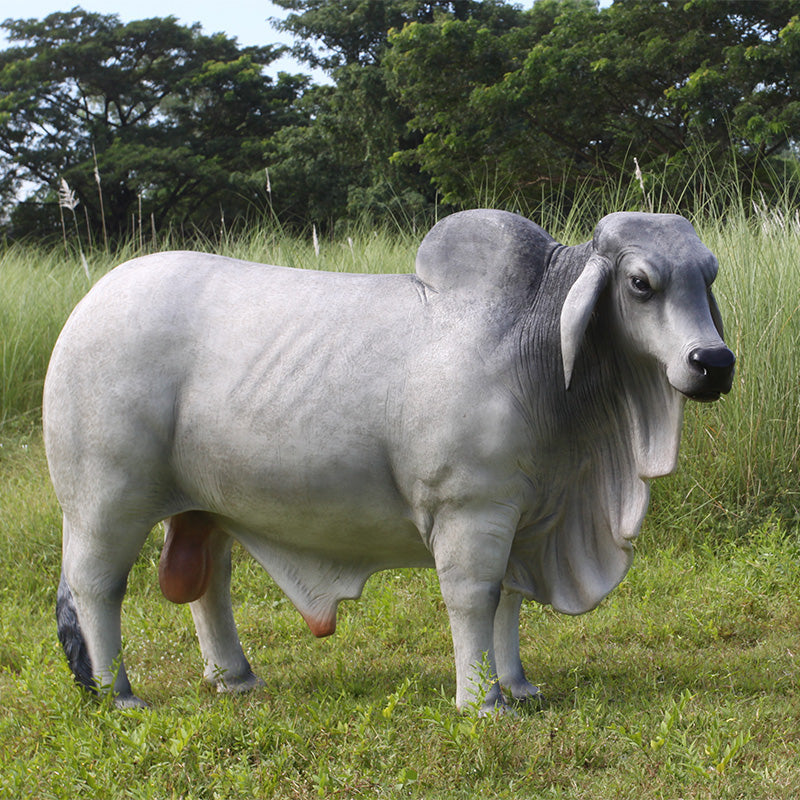 Made to Order: Brahman Bull