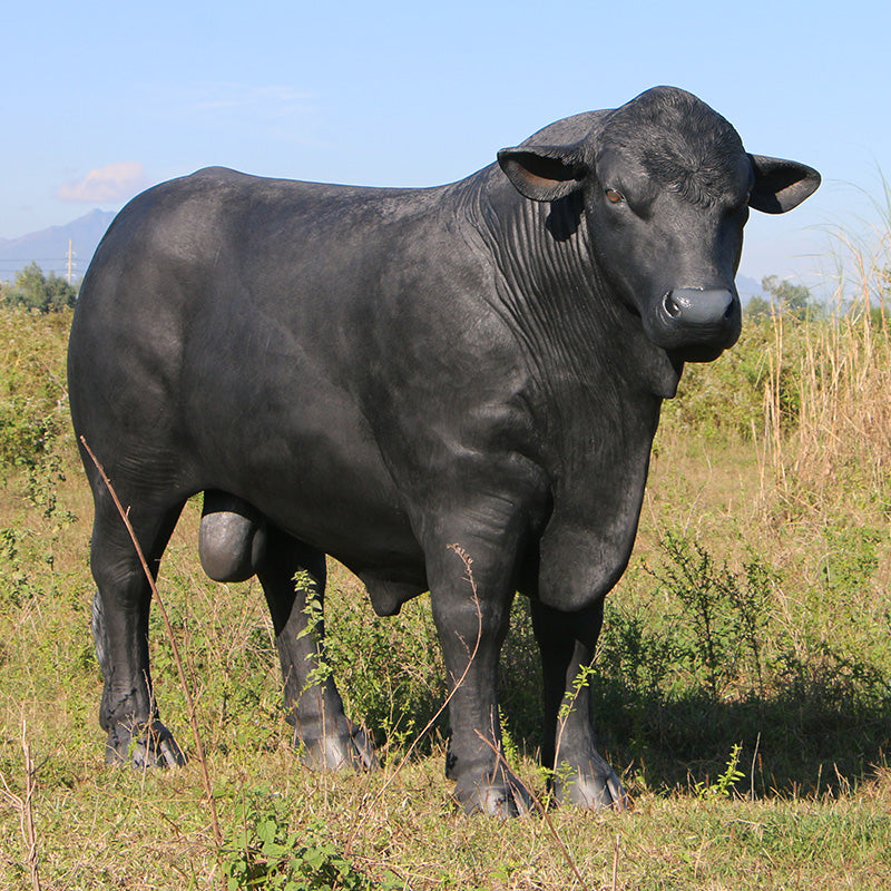 Made to Order: Angus Bull