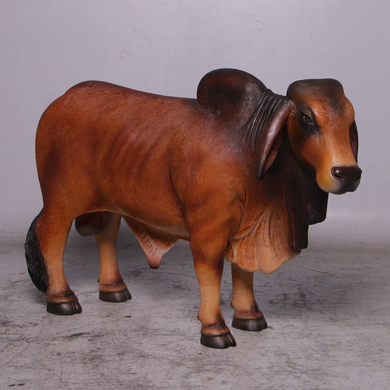 PH Studio: Definitive Brahman Looking Right - MOQ 2