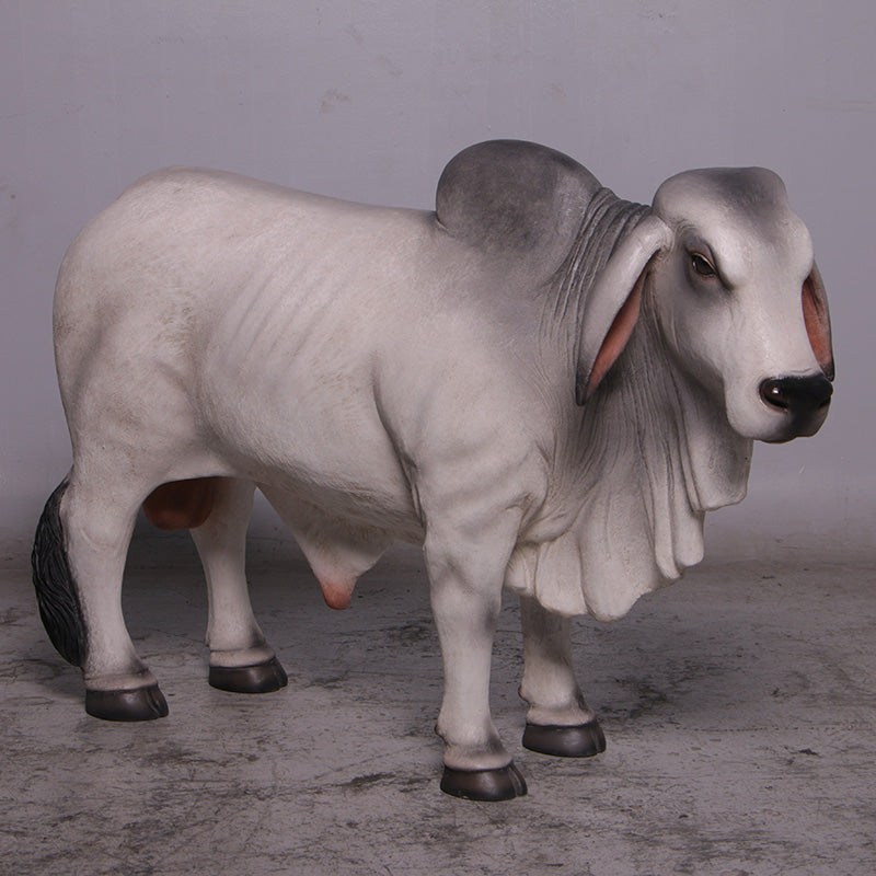 Made to Order: Definitive Brahman Looking Right