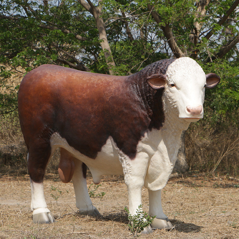 PH Studio: Hereford Bull - MOQ 1