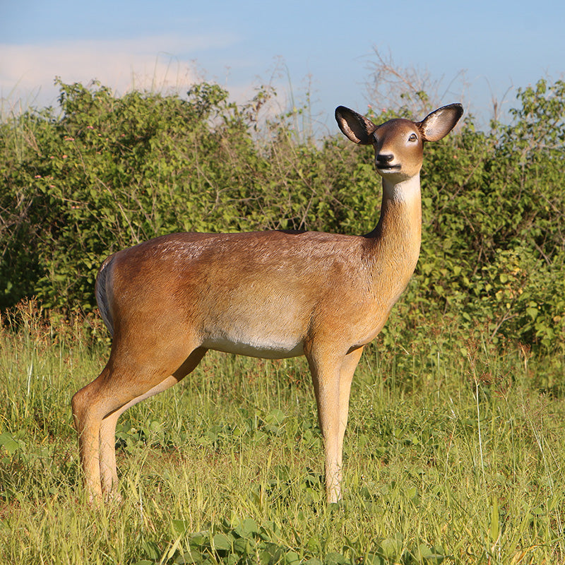 PH Studio: White-Tailed Deer - Doe - MOQ 2