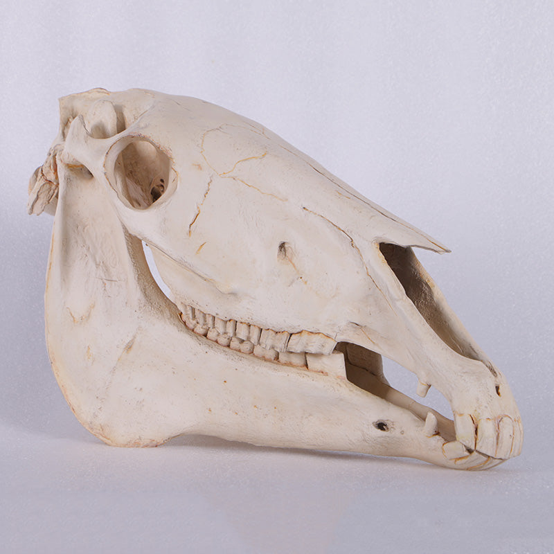 Made to Order: Horse Skull