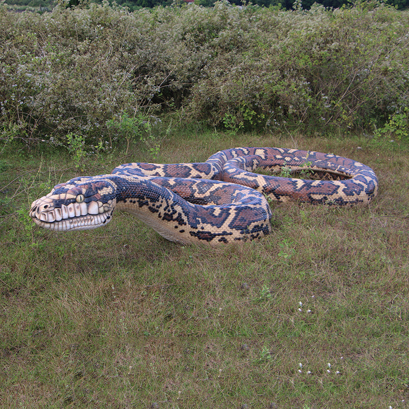 PH Studio: Giant Carpet Python - MOQ 1