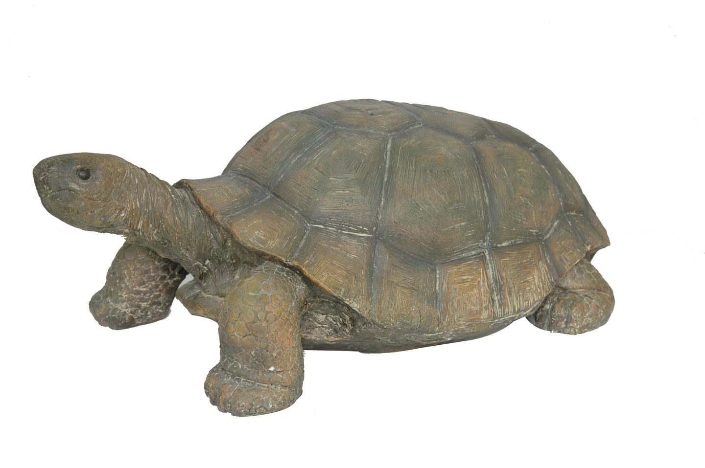 Large Turtle