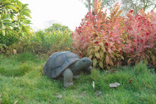 Load image into Gallery viewer, Turtle 21 Inch

