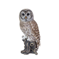 SoReal- Barred Owl
