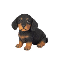 SoReal-  Dachshund