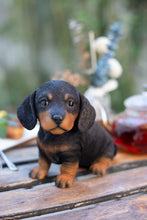 Load image into Gallery viewer, SoReal-  Dachshund
