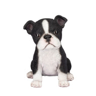 SoReal- Boston Terrier
