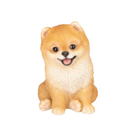 SoReal- Pomeranian