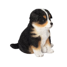 Load image into Gallery viewer, SoReal - Australian Shepherd
