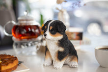 Load image into Gallery viewer, SoReal - Australian Shepherd
