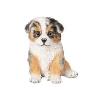 SoReal - Australian Shepherd