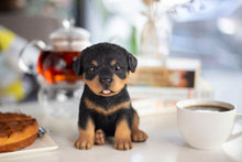 Load image into Gallery viewer, SoReal - Rottweiler
