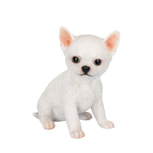 Load image into Gallery viewer, SoReal -  Chihuahua
