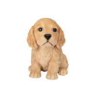 SoReal - Cocker Spaniel