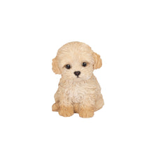 Load image into Gallery viewer, SoReal - Labradoodle
