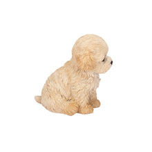 Load image into Gallery viewer, SoReal - Labradoodle
