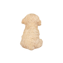 Load image into Gallery viewer, SoReal - Labradoodle

