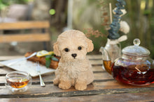 Load image into Gallery viewer, SoReal - Labradoodle
